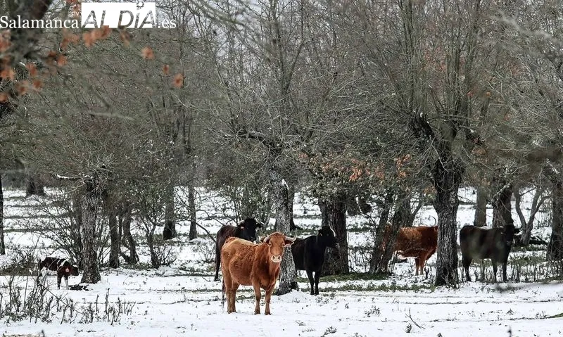 Foto 3 - Los toros de Galache te&ntilde;idos de blanco 