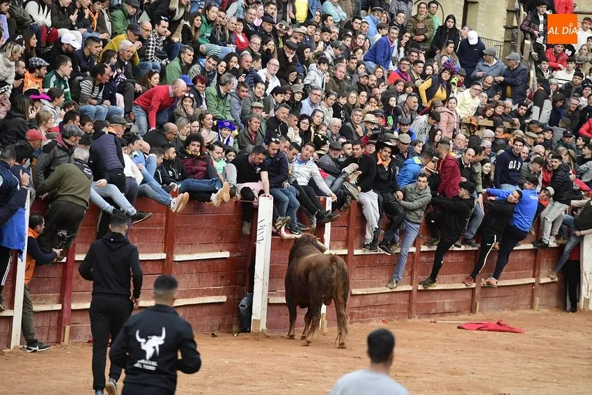 Foto 10 - Un fugaz desencierro completa una gran jornada de los astados de Villanueva