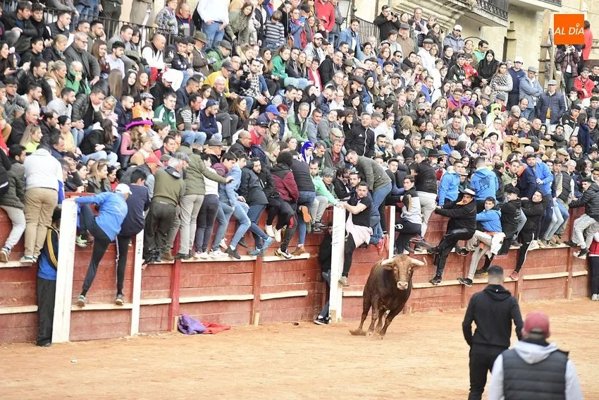 Foto 2 - Un fugaz desencierro completa una gran jornada de los astados de Villanueva