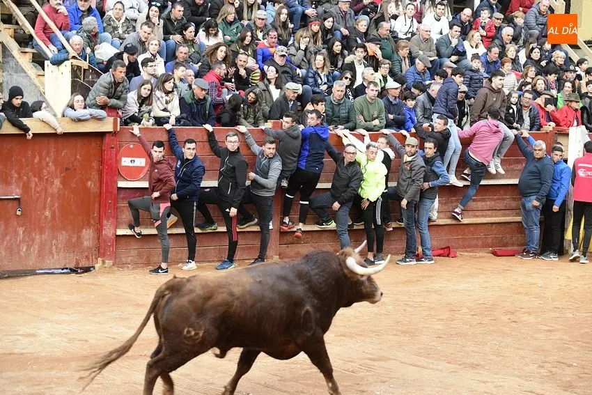 Foto 3 - Un fugaz desencierro completa una gran jornada de los astados de Villanueva