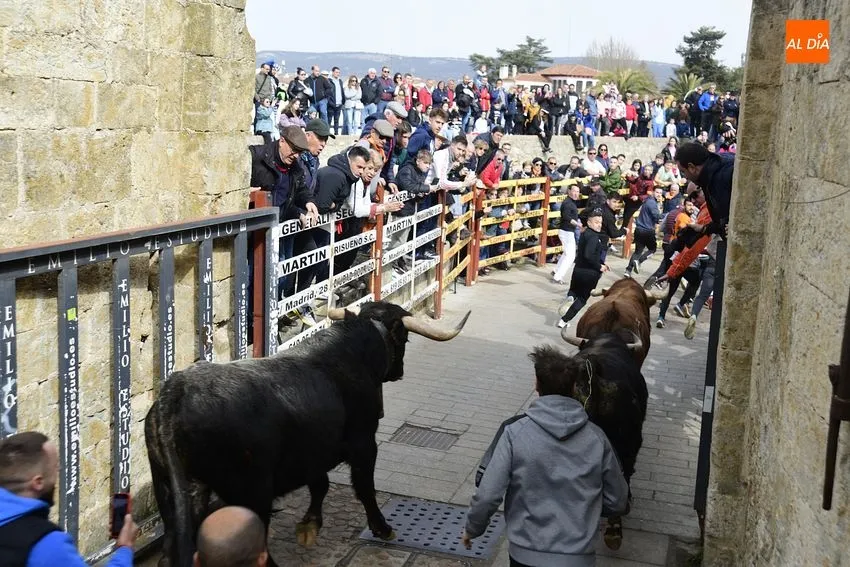 Foto 3 - Encierro limpio y correcto de los astados de El Pilar, entre los que hubo una baja de &uacute;ltima hora