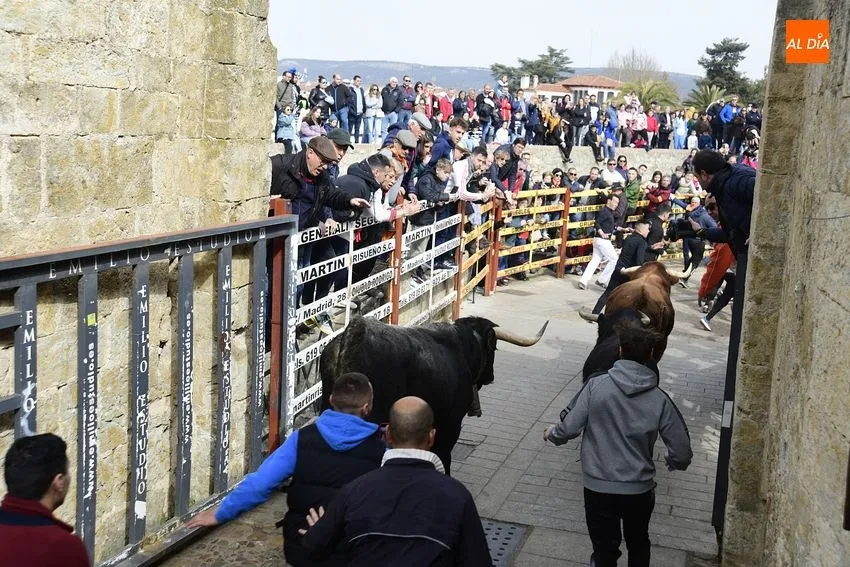 Foto 2 - Encierro limpio y correcto de los astados de El Pilar, entre los que hubo una baja de &uacute;ltima hora