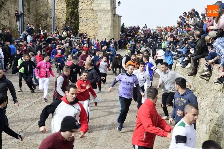 Foto 11 - Encierro limpio y correcto de los astados de El Pilar, entre los que hubo una baja de &uacute;ltima hora
