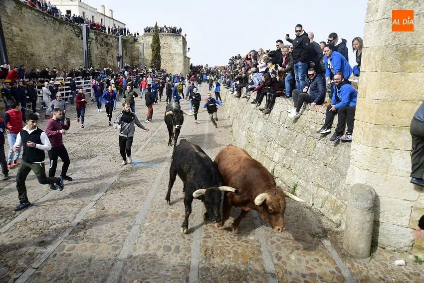 Foto 4 - Encierro limpio y correcto de los astados de El Pilar, entre los que hubo una baja de &uacute;ltima hora