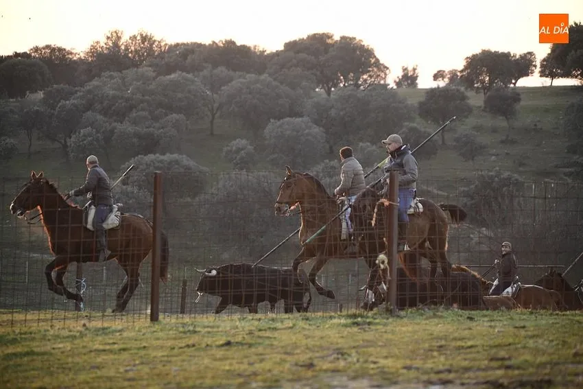 Trabajos de encabestrado con los toros del domingo de Carnaval: Fotos: Adrián M. Pastor