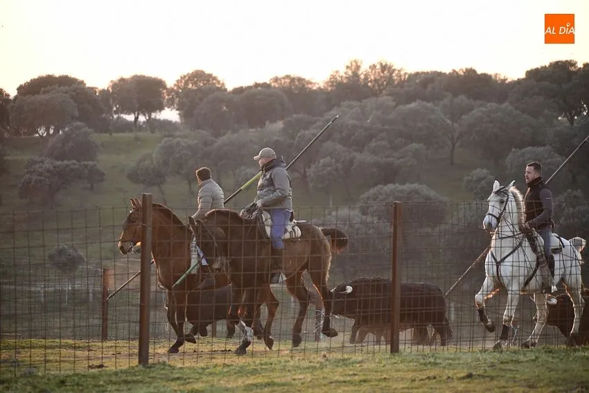 Trabajos de encabestrado con los toros del domingo de Carnaval: Fotos: Adrián M. Pastor