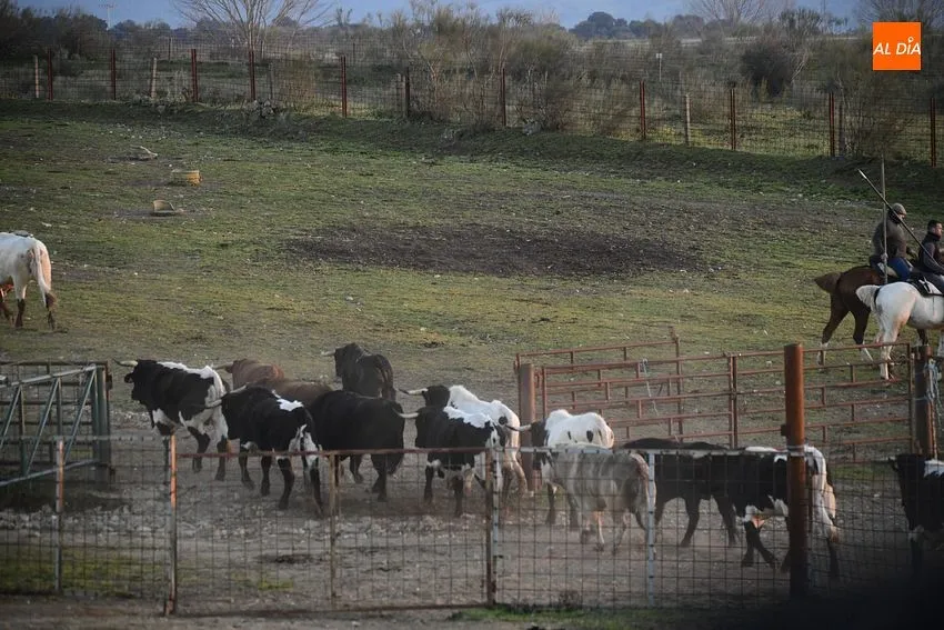 Trabajos de encabestrado con los toros del domingo de Carnaval: Fotos: Adrián M. Pastor