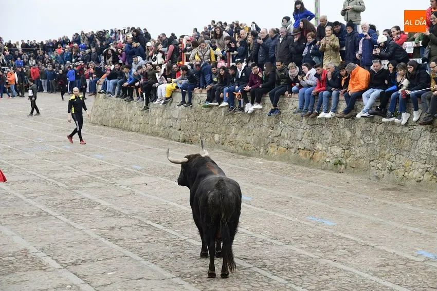 Foto 4 - Un toro de Torrealba engancha a una espectadora en el largo y peligroso &uacute;ltimo encierro