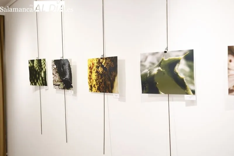 Exposición de Victoria Corral Elisha en el Espacio Joven. Foto de David Sañudo