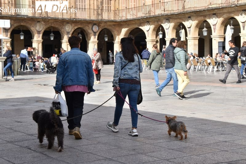 Salamanca, uno de los lugares con más dificultad para alquilar una vivienda si tienes perros o gatos