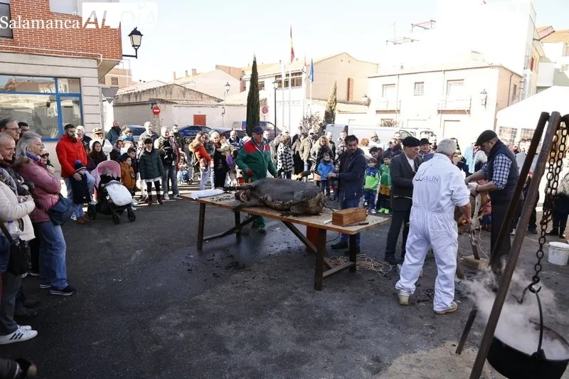 Gran ambiente en la Matanza Popular de Castellanos de Moriscos | FOTOS: David Sañudo  