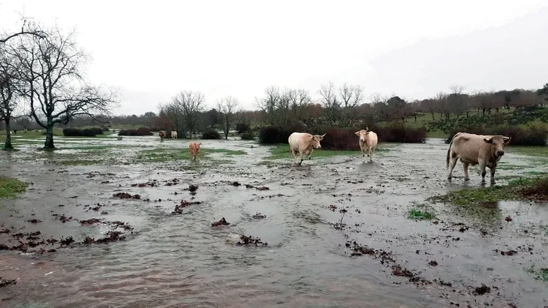 Los daños ocasionados por las lluvias pusieron contra las cuerdas a muchos ganaderos por no poder acceder al ganado en sus parcelas / ESTER CORREDERA