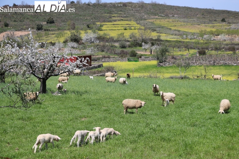 Los corderos continúan con los precios al alza tras la llegada de la Semana Santa / CORRAL