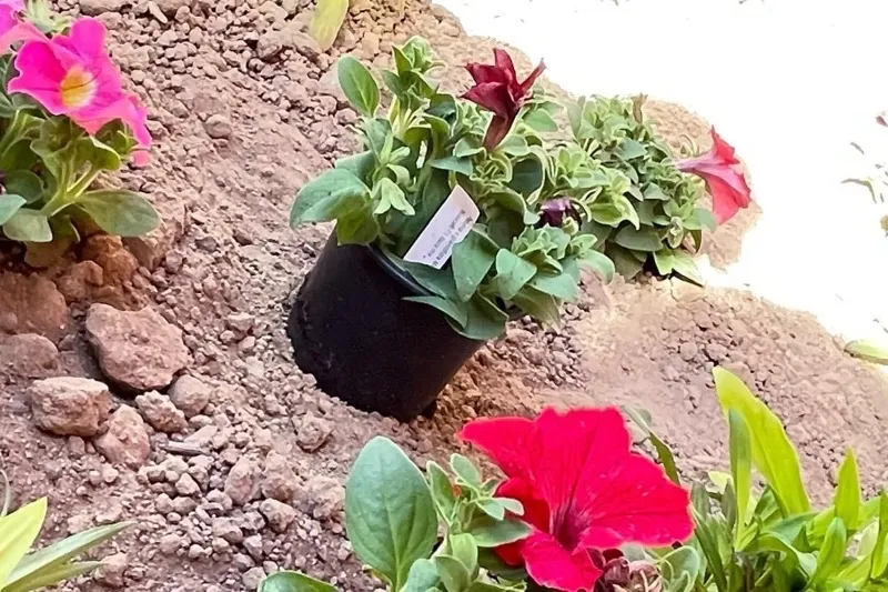 Foto 7 - Los alumnos del CEIP Severiano Montero protagonizan la &uacute;ltima acci&oacute;n del proyecto &lsquo;Plantamos por un futuro mejor&rsquo;