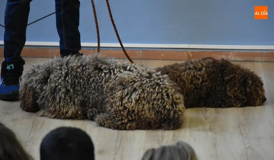 Foto 3 - Los alumnos de San Francisco cierran el trimestre llevando a sus mascotas al cole
