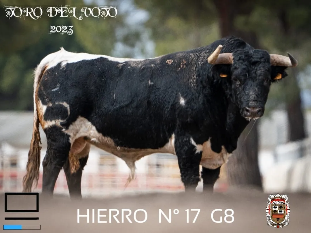 Foto 2 - Elegidos los toros protagonistas en el esperado encierro del Toro del Voto 2023 en Villoria