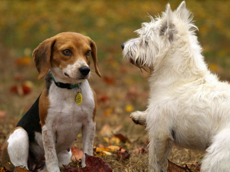 ¡Pero si es un perro!