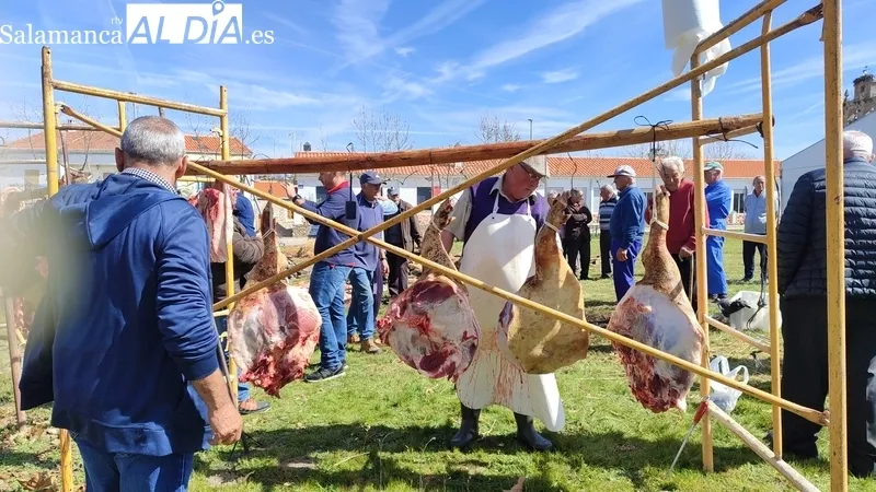 Fiesta de la Matanza Tradicional en Cerezal de Peñahorcada / CORRAL