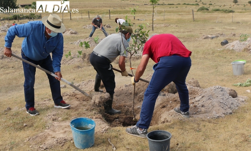 La plantación de árboles tendrá lugar el próximo domingo a partir de las 10.00 horas en el Centro Cultural de Saldeana 