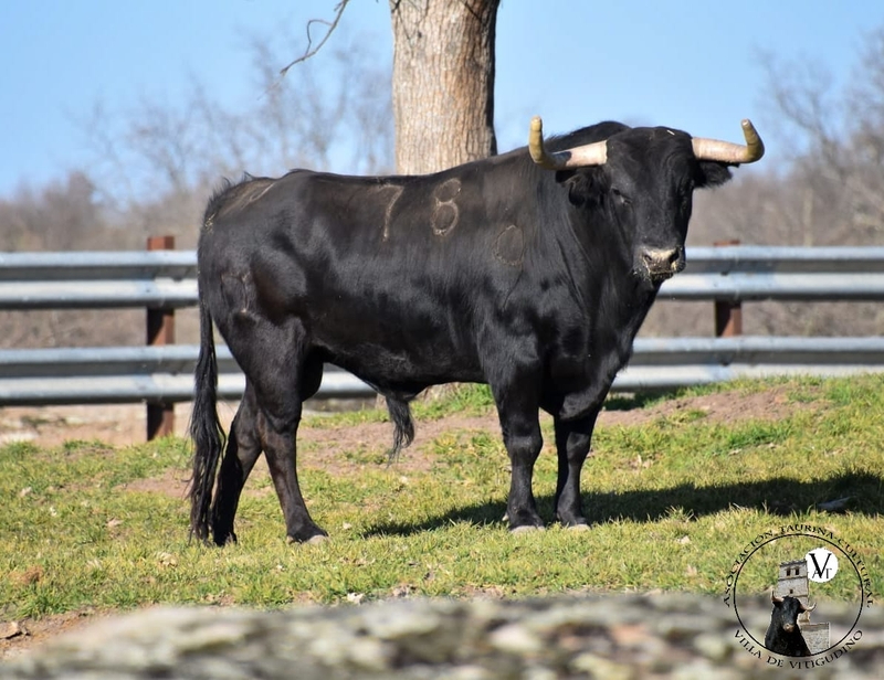 'Ochogatos' es el segundo toro del pre-Corpus 2023, perteneciente a la ganadería de Domingo Hernández, pasta en Traguntía 