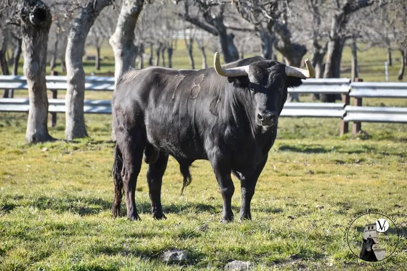 'Ochogatos' es el segundo toro del pre-Corpus 2023, perteneciente a la ganadería de Domingo Hernández, pasta en Traguntía 