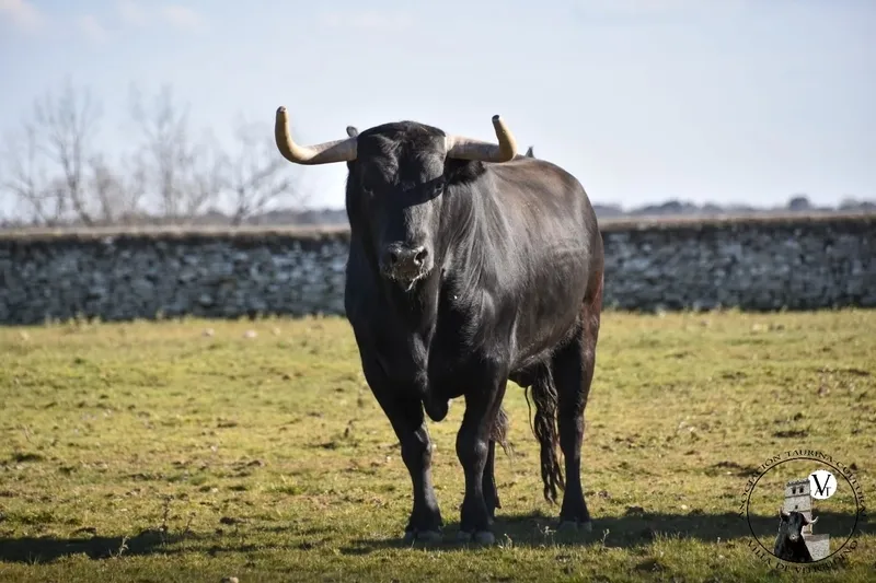 'Ochogatos' es el segundo toro del pre-Corpus 2023, perteneciente a la ganadería de Domingo Hernández, pasta en Traguntía 