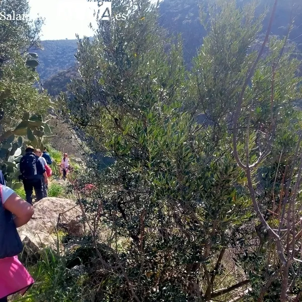 Foto 10 - Excelente jornada de senderismo en Sobradillo para pasar por el &lsquo;buraco&rsquo;