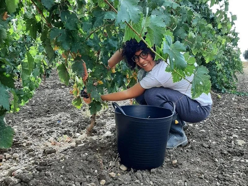 Foto 5 - &lsquo;El Canto de la Alondra&rsquo;, un vino excepcional de la Ribera del Duero con &ldquo;ra&iacute;ces salmantinas&rdquo;