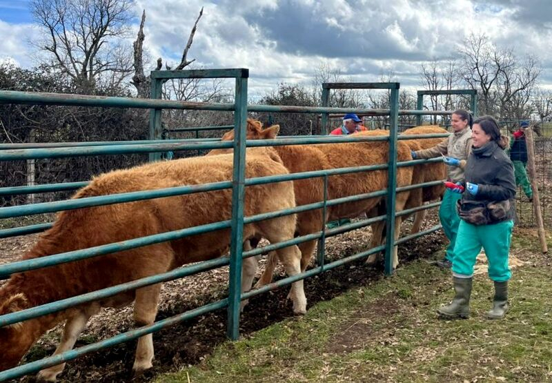 Asaja Salamanca ha detectado que las unidades veterinarias “no dan abasto” para atender a la demanda de los ganaderos en saneamiento. Foto Asaja Salamanca