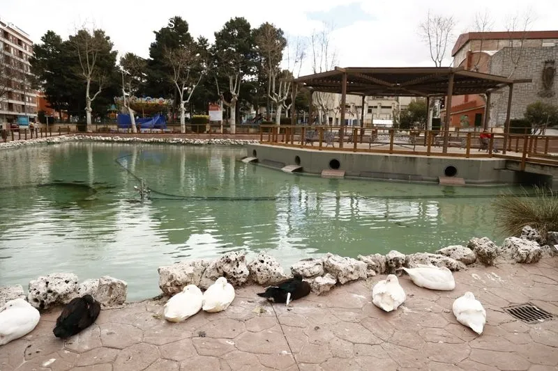 Estanque del parque de la Alamedilla, de nuevo, con los patos, ocas y cisnes. Foto de David Sañudo