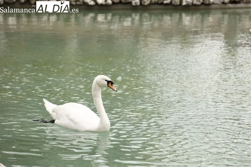 Estanque del parque de la Alamedilla, de nuevo, con los patos, ocas y cisnes. Foto de David Sañudo