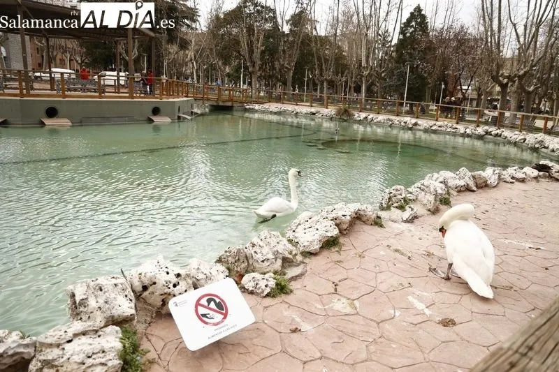 Estanque del parque de la Alamedilla, de nuevo, con los patos, ocas y cisnes. Foto de David Sañudo