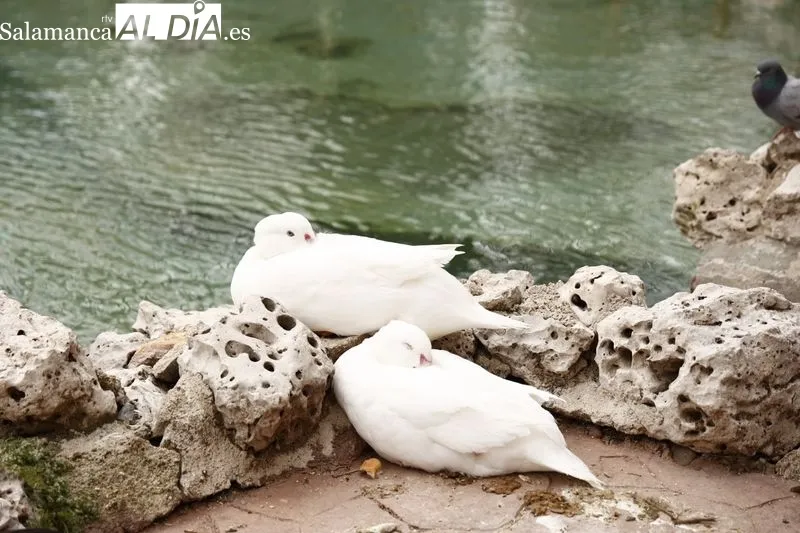 Estanque del parque de la Alamedilla, de nuevo, con los patos, ocas y cisnes. Foto de David Sañudo