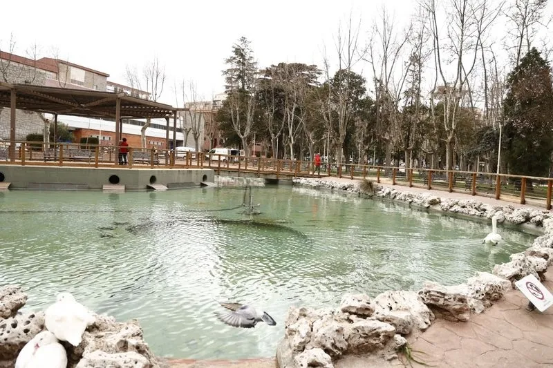 Estanque del parque de la Alamedilla, de nuevo, con los patos, ocas y cisnes. Foto de David Sañudo