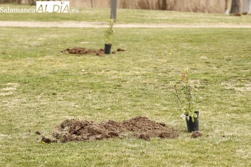 La concejala de Medio Ambiente del Ayuntamiento de Salamanca, Miryam Rodríguez, ha participado hoy en una plantación de especies  vegetales  junto a las pistas de atletismo de Salas Bajas. Foto de David Sañudo