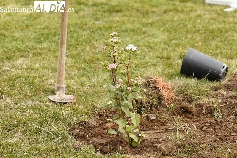 La concejala de Medio Ambiente del Ayuntamiento de Salamanca, Miryam Rodríguez, ha participado hoy en una plantación de especies  vegetales  junto a las pistas de atletismo de Salas Bajas. Foto de David Sañudo