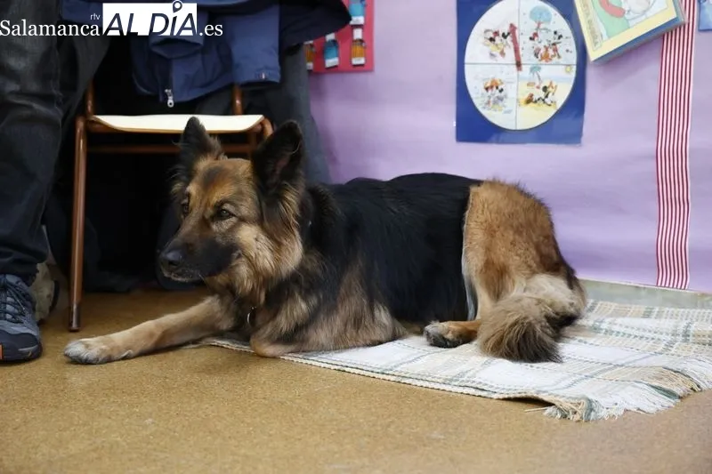La concejala responsable de la Oficina de Bienestar Animal, Ana Suárez, visita el colegio Francisco de Vitoria, uno de los centros donde se imparte esta actividad. Foto de David Sañudo