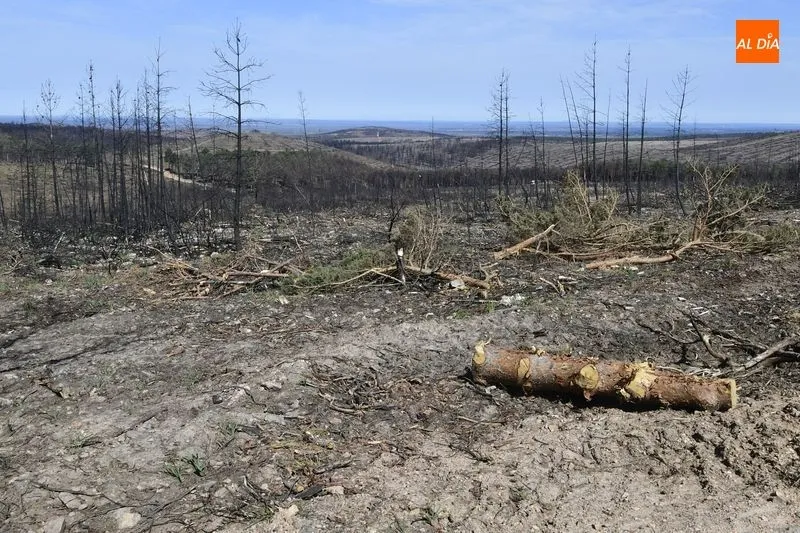 Foto 11 - La CHD ejecuta 2.800 albarradas y coloca 18.000 plantas en la zona afectada por el incendio de Monsagro