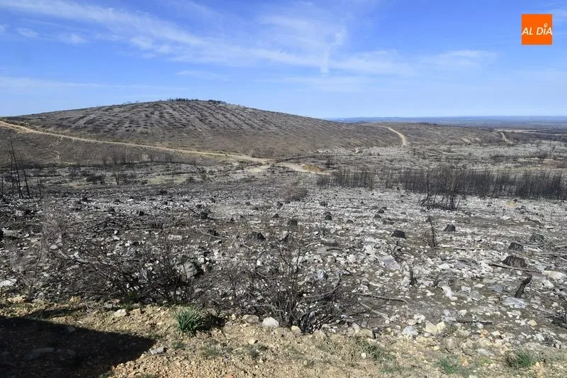 Foto 4 - La CHD ejecuta 2.800 albarradas y coloca 18.000 plantas en la zona afectada por el incendio de Monsagro