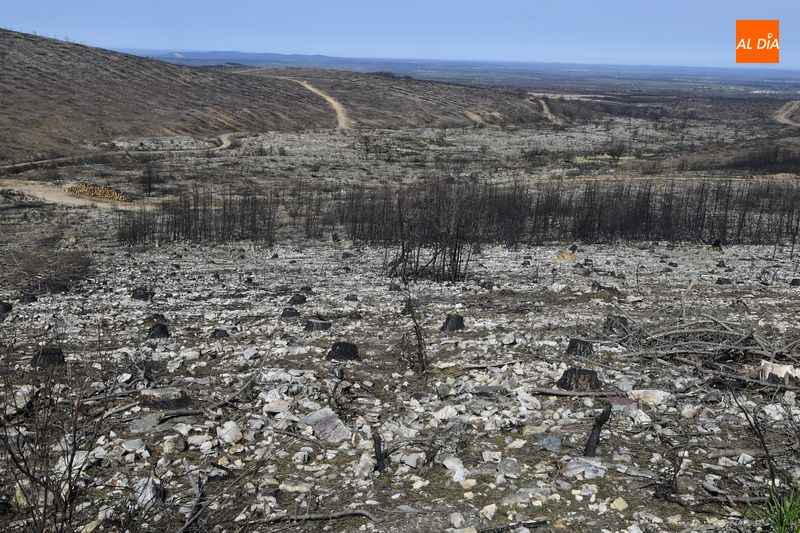 Foto 5 - La CHD ejecuta 2.800 albarradas y coloca 18.000 plantas en la zona afectada por el incendio de Monsagro