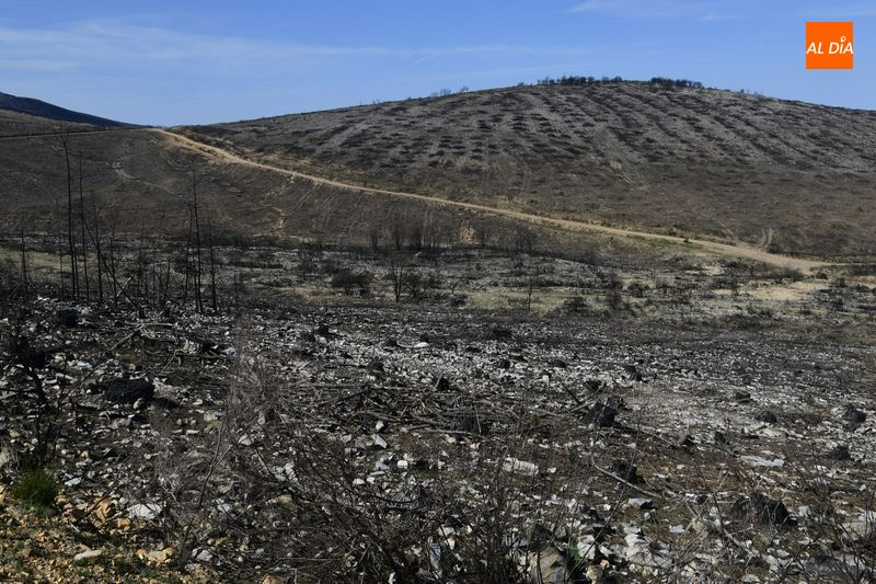 Foto 6 - La CHD ejecuta 2.800 albarradas y coloca 18.000 plantas en la zona afectada por el incendio de Monsagro