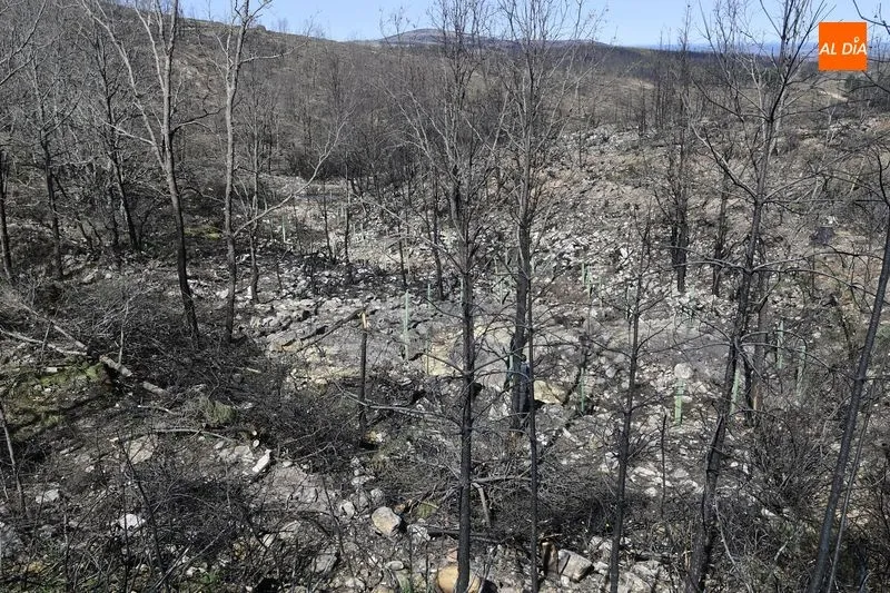 Foto 7 - La CHD ejecuta 2.800 albarradas y coloca 18.000 plantas en la zona afectada por el incendio de Monsagro