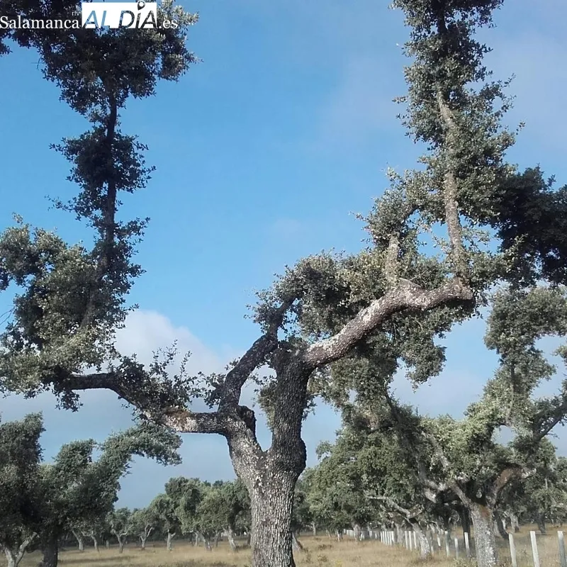 Asistentes a la reunión celebrada en Espeja y encinas podadas con el sistema que quieren algunos agentes forestales