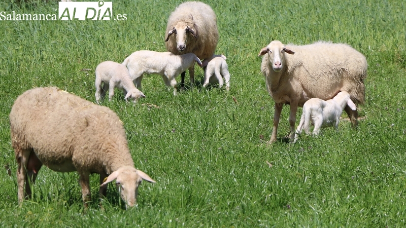 Corderos y lechazos vuelven a cotizar al alza con el vacuno para cebo / CORRAL 