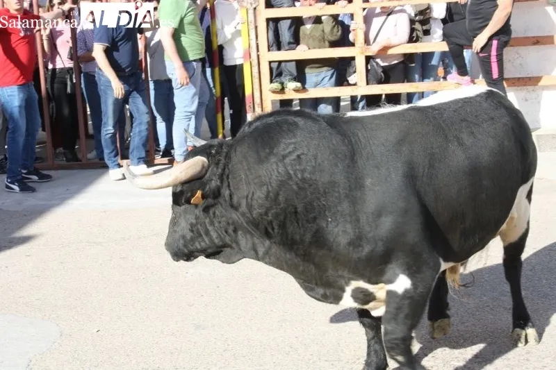 Foto 9 - Villoria, abarrotada para vivir el esperado Toro del Voto