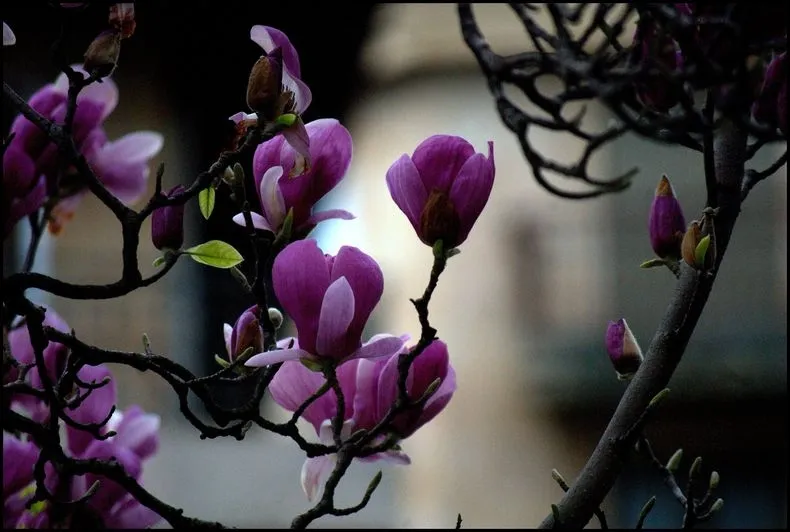 Foto 4 -  Itinerario salmantino. Los magnolios que anuncian la primavera