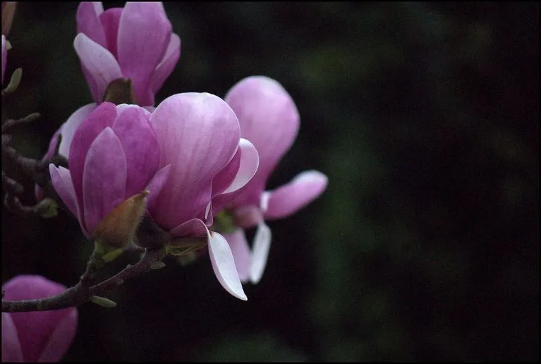 Foto 3 -  Itinerario salmantino. Los magnolios que anuncian la primavera