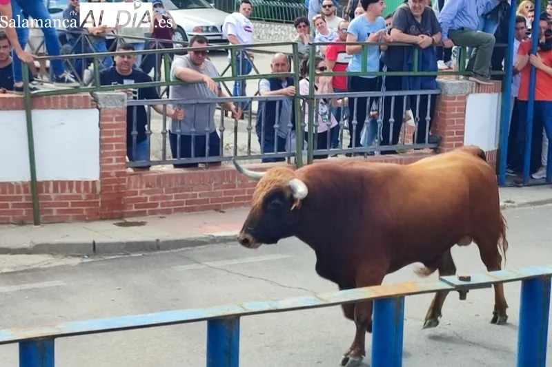 Cantalapiedra celebraba este sábado su I Toro de la Misericordia
