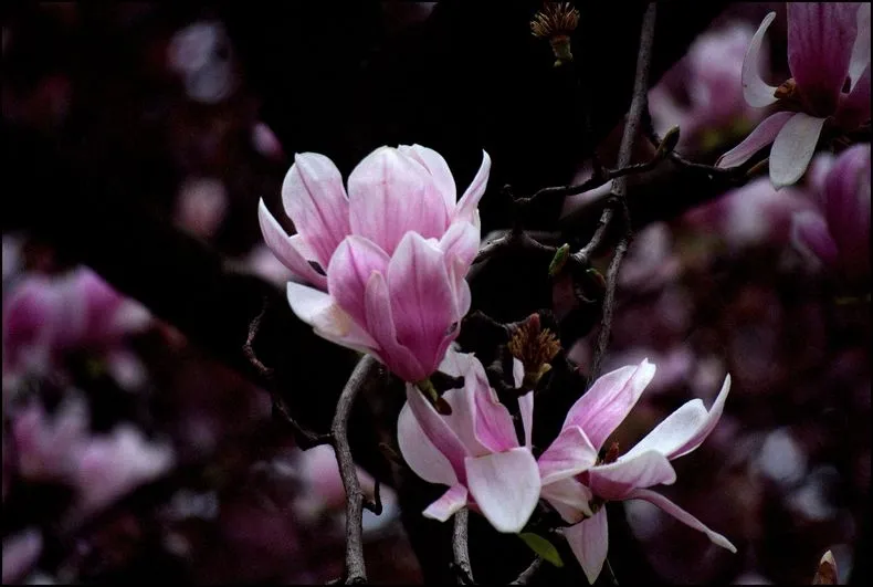 Foto 2 -  Itinerario salmantino. Los magnolios que anuncian la primavera