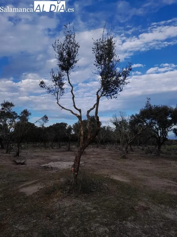 Asistentes a la reunión celebrada en Espeja y encinas podadas con el sistema que quieren algunos agentes forestales